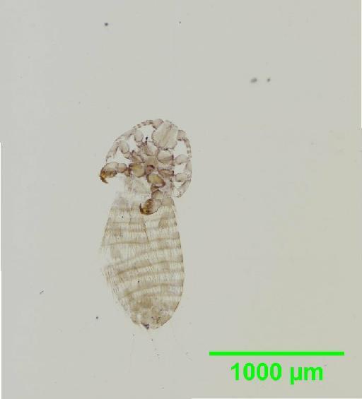 Polyplax praecisa Neumann, 1902 - 010155631__2015_12_23_s1