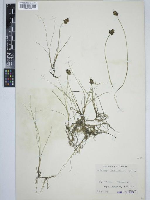 Carex maritima Gunnerus - BM000910000 C