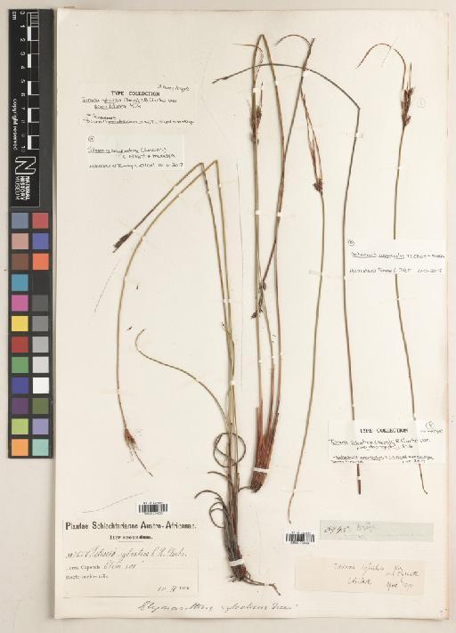 Schoenus arenicola T.L.Elliott & Muasya - BM001234006