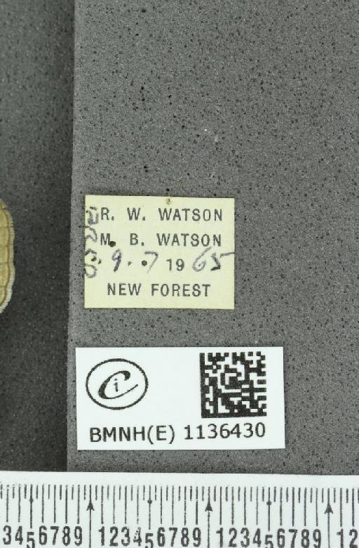 Neozephyrus quercus ab. infraflavomaculata Lempke, 1956 - BMNHE_1136430_label_94260