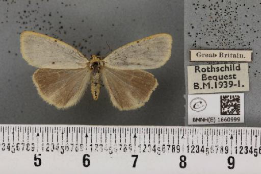 Cybosia mesomella (Linnaeus, 1758) - BMNHE_1660999_284682