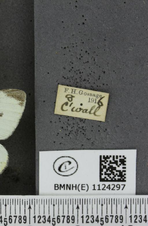 Pieris rapae rapae (Linnaeus, 1758) - BMNHE_1124297_label_79753