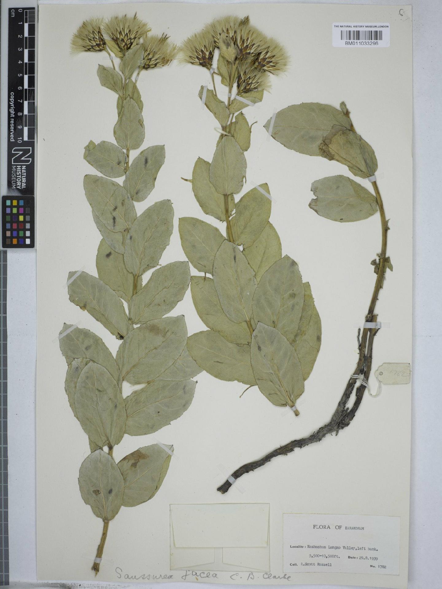 To NHMUK collection (Saussurea jacea C.B.Clarke; NHMUK:ecatalogue:9156917)