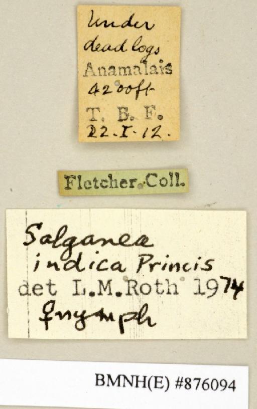 Salganea indica Princis, 1953 - Salganea indica Princis, 1953, female, non type, labels. Photographer: Edward Baker. BMNH(E)#876094