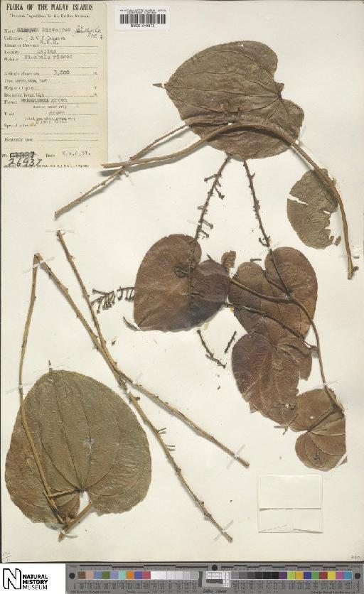 Dioscorea flabellifolia Prain & Burkill - BM001049872