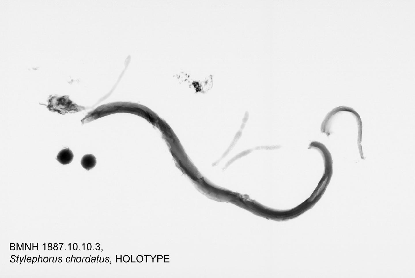 To NHMUK collection (Stylephorus chordatus Shaw, 1791; HOLOTYPE; NHMUK:ecatalogue:2240077)