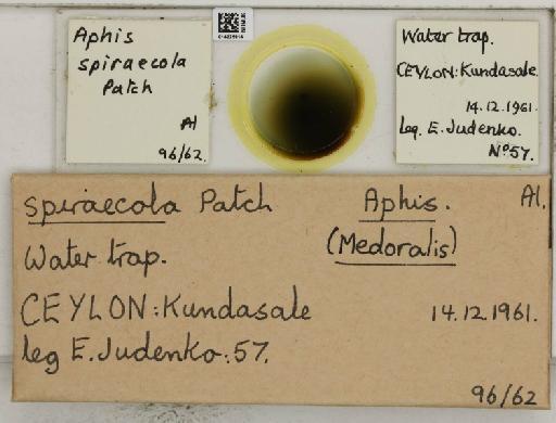 Aphis (Medoralis) spiraecola Patch, 1914 - 014225914_112526_1093088_157852_NoStatus