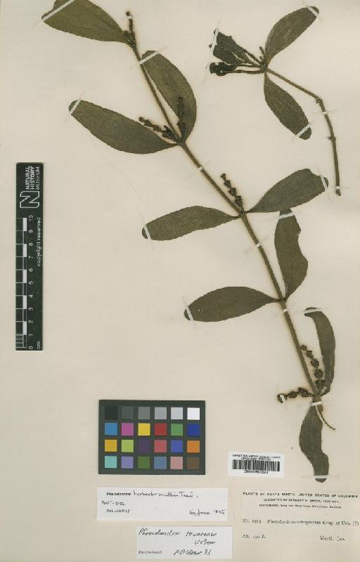 Phoradendron herbert-smithii Trel. - BM000993553