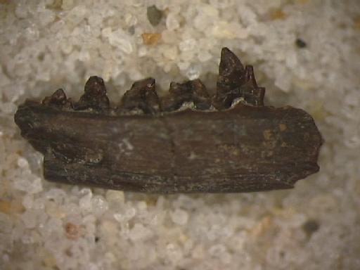 Spalacotherium hookeri Gill, 2004 - NHMUK PV M 44970 lingual