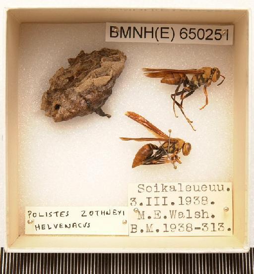 Polistes zothnexi infraspecies helvenacus - Hymenoptera Nest BMNH(E) 650251