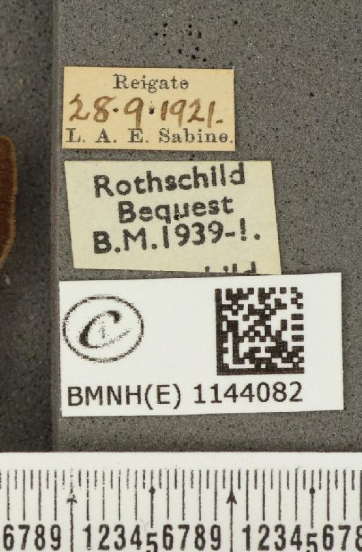 Lycaena phlaeas eleus ab. auronitens Schultz, 1905 - BMNHE_1144082_label_109197