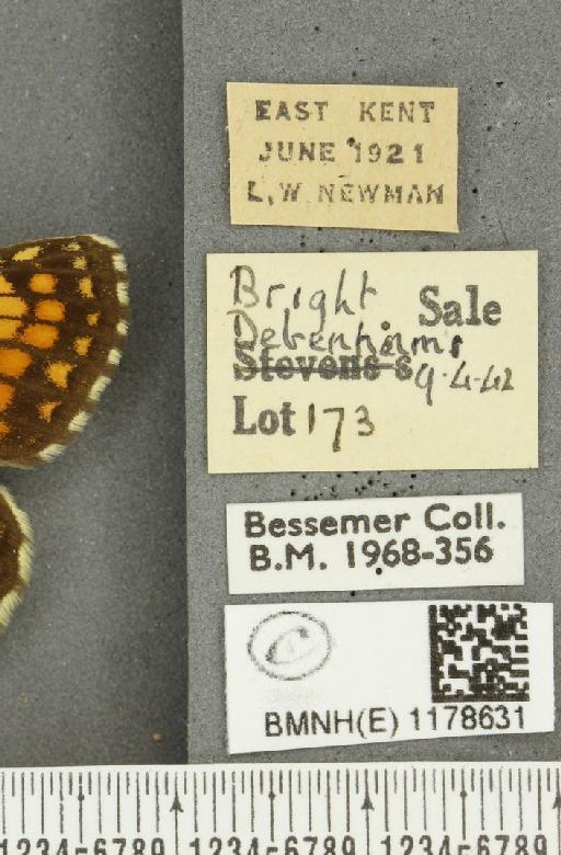 Melitaea athalia (Rottemburg, 1775) - BMNHE_1178631_label_56356