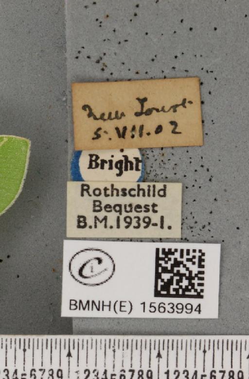 Bena bicolorana (Fuessly, 1775) - BMNHE_1563994_label_293161