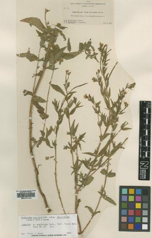 Epilobium ciliatum subsp. glandulosum (Lehm.) Hoch & Raven - BM000797444