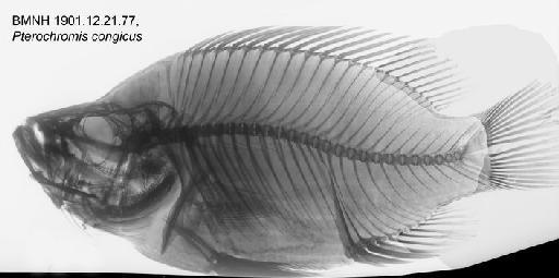 Pterochromis congicus (Boulenger, 1897) - BMNH 1901.12.21.77, Pterochromis congicus Radiograph