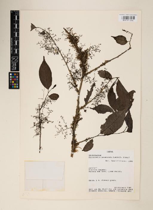 Perrottetia panamensis ined. Lundell - 013719352