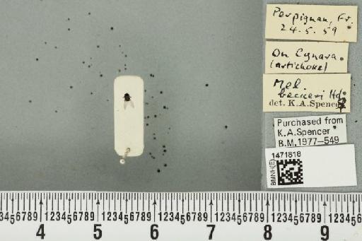 Ophiomyia beckeri (Hendel, 1923) - BMNHE_1471818_47033