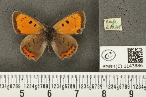 Lycaena phlaeas eleus ab. obliterata Scudder, 1889 - BMNHE_1143886_108917