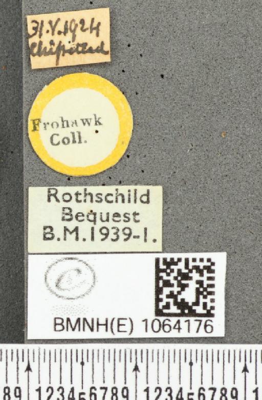 Coenonympha pamphilus ab. antirufa Leeds, 1950 - BMNHE_1064176_label_25211