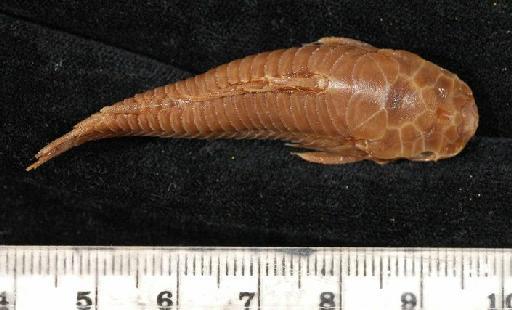 Callichthys pectoralis Boulenger, 1895 - 1895.5.17.57-61e; Callichthys pectoralis; dorsal view; ACSI Project image