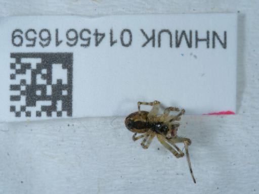 Neoscona adianta (Walckenaer, 1802) - 014561659_1
