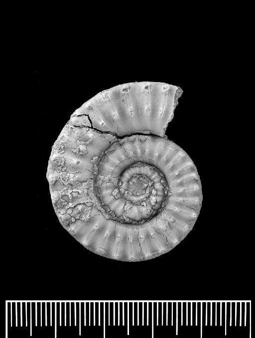 Eoderoceras rugosum (Trueman & Williams, 1927) - PI C 23260