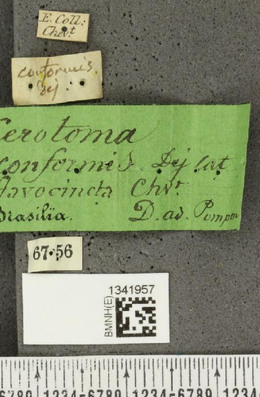 Gynandrobrotica quadriplagiata (Boheman, 1859) - BMNHE_1341957_label_23593