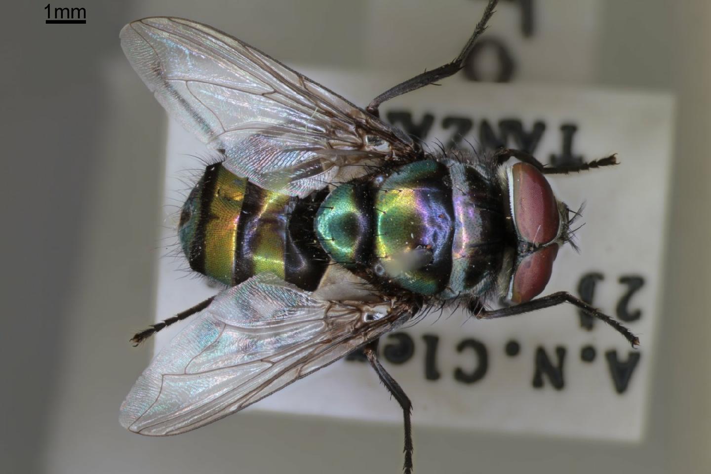 Chrysomya putoria