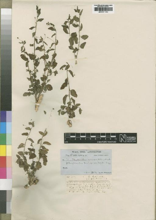 Meineckia phyllanthoides subsp. trichopoda (Müll.Arg.) Webster - BM000911082