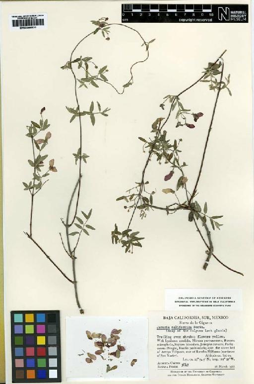 Janusia californica Benth. - BM000895830