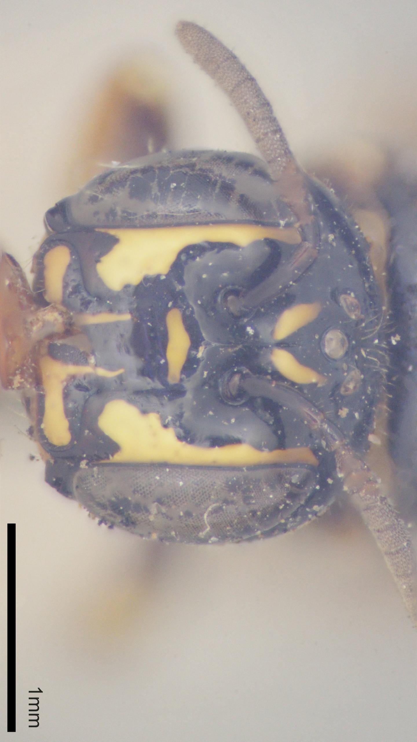 Ceratina picta thumbnail