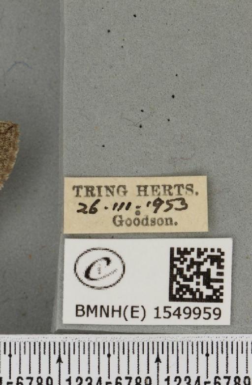 Achlya flavicornis galbanus Tutt, 1891 - BMNHE_1549959_label_239681