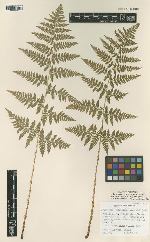 Dryopteris carthusiana (Vill.) Fuchs - BM001066002