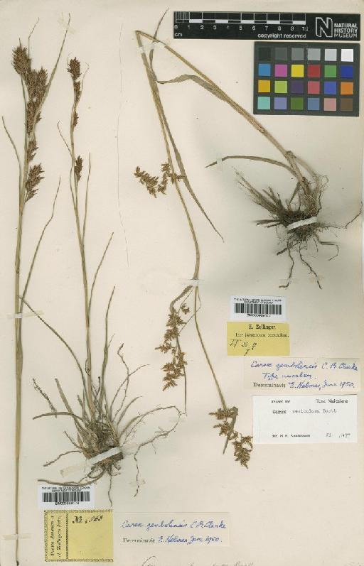 Carex gembolensis C.B.Clarke - BM000959177