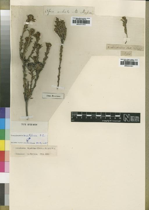 Leucadendron thymifolium (Salisb. ex Knight) I.Williams - BM000910631