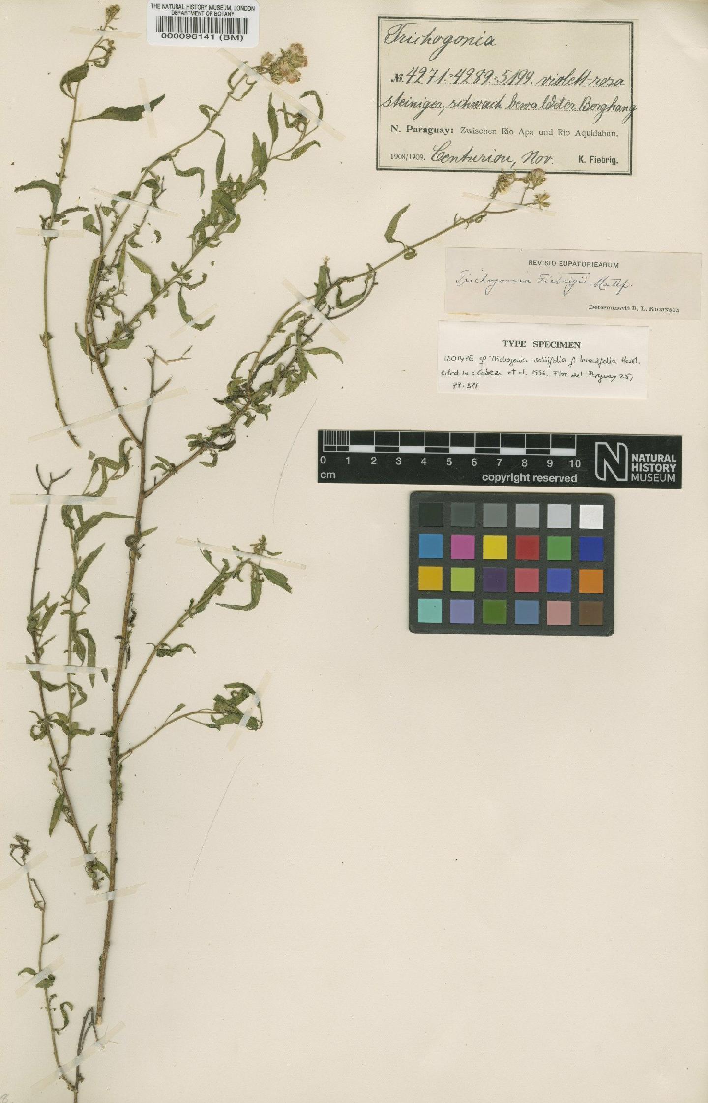 To NHMUK collection (Trichogonia fiebrigii Mattf; Isotype; NHMUK:ecatalogue:4567330)