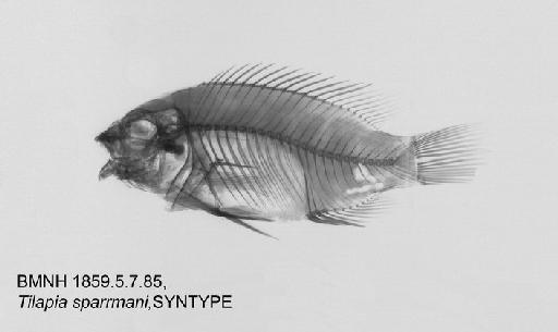 Tilapia sparrmanii Smith, 1840 - BMNH1859.5.7.85, SYNTYPE, Tilapia sparrmani, radiograph