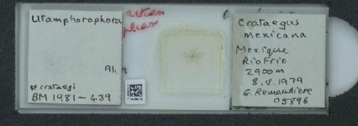 Utamphorophora crataegi Monell, 1879 - 010099913_112831_1096709