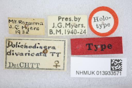 Dolichodinera divaricata Townsend, 1935 - Dolichodinera divaricata HT labels