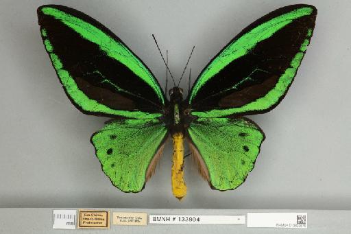 Ornithoptera priamus eudamidas Fruhstorfer, 1913 - 013603675__