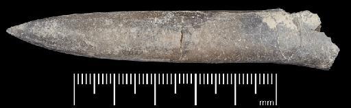 Acrocoelites (Odontobelus) vulgaris (Young & Bird, 1822) - PI CC 1282 - belemnite