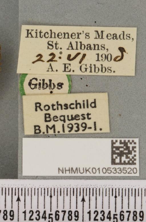 Charanyca trigrammica (Hufnagel, 1766) - NHMUK_010533520_label_587486