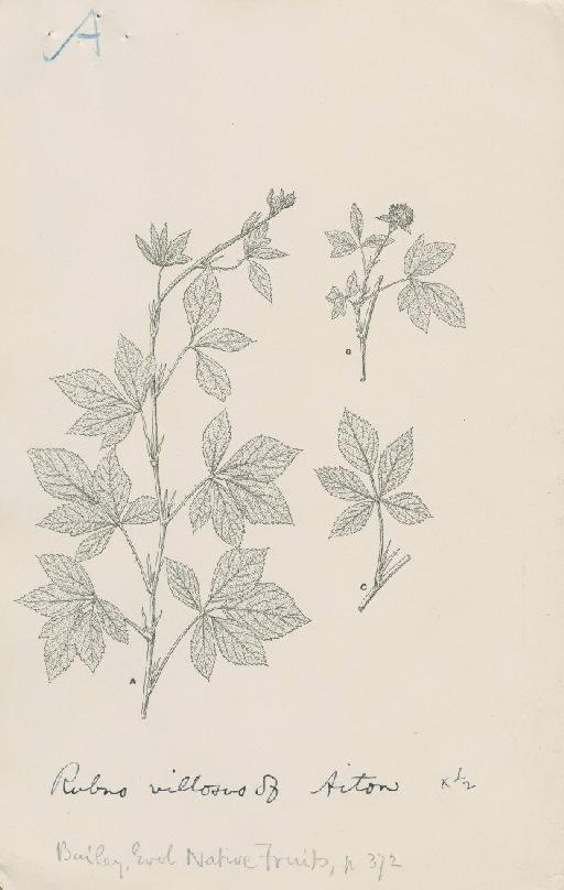 Rubus villosus Aiton - BM000583294_b