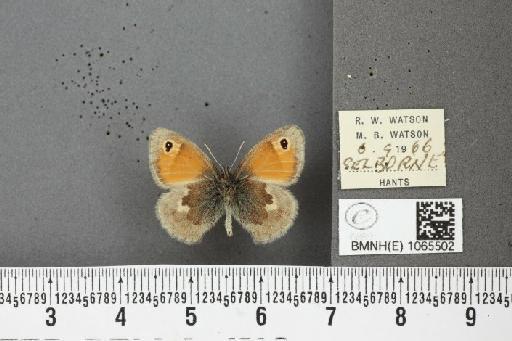 Coenonympha pamphilus ab. bipupillata Cosmovici, 1892 - BMNHE_1065502_26880