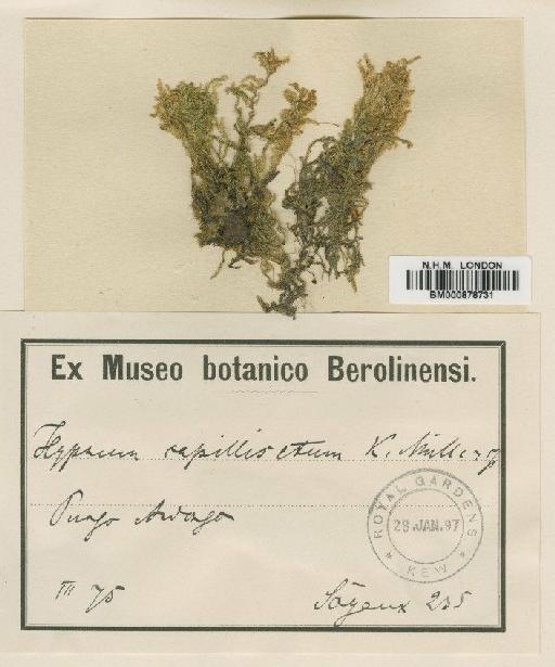 Ectropothecium afromolluscum Broth. - BM000878731