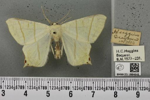 Ourapteryx sambucaria ab. pallida Lempke, 1951 - BMNHE_1884648_450205