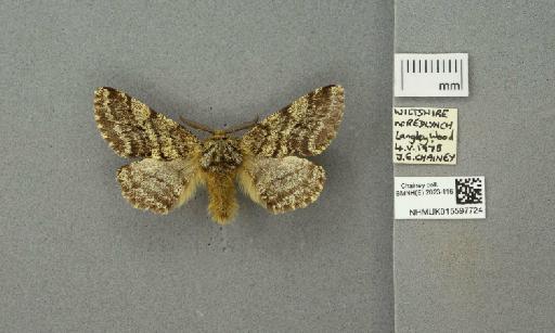 Lycia hirtaria (Clerck, 1759) - 015597724_775459_1084039