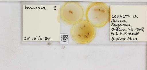 Insnesia lagunensis Miyatake, 1972 - 013482853_117197_1146267_157895_NonType