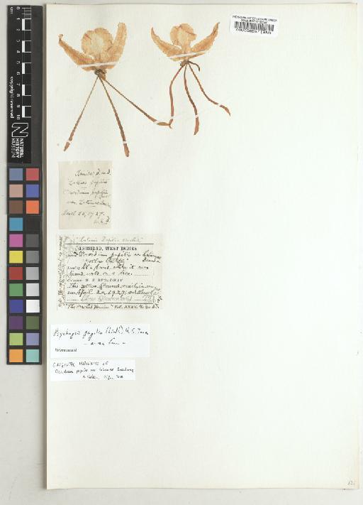 Psychopsis papilio (Lindl.) H.G.Jones - BM000058997