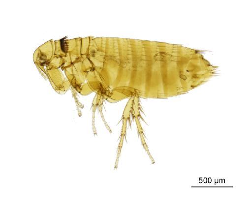 Ctenophthalmus congener congener Rothschild, N. C., 1907 - 010177278__2016_12_13-Scene-1-ScanRegion0